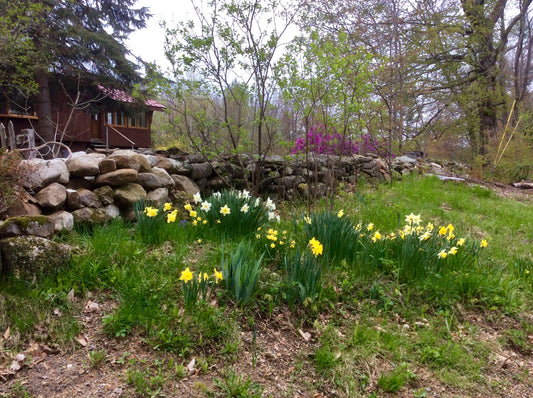 Bealtaine! May Day Blossoms